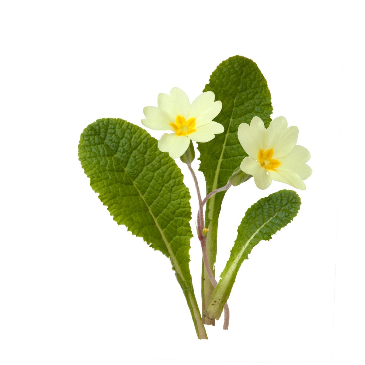 Petrklíč - jarní květiny